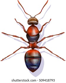 Imagen vectorial de una hormiga sobre fondo blanco.