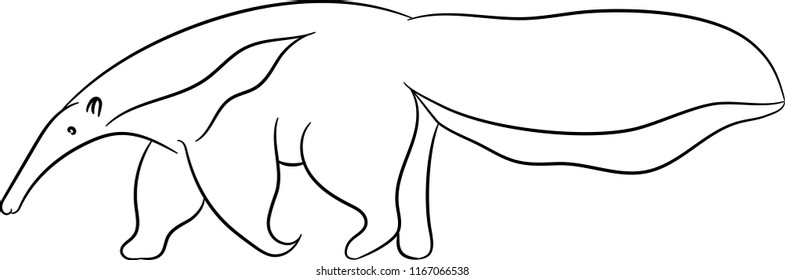 vector image of anteater
