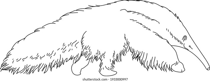 Vector image. Anteater outline. Wild animals. Line art.