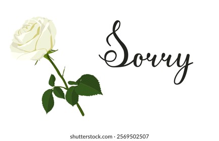 Vector image of apology lettering with white rose. Calligraphic text Sorry in horizontal view. Valentine's day concept. Botanic card with text