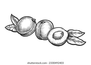 Vector image of apricot fruit sliced. Sign of summer vitamin and salad ingredient. Natural farm or orchard nutrition. Hand drawn cartoon logo for cooking or culinary. Vegan diet and vegetarian dessert