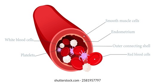 Vector image of artery. Composition of artery and blood. Medical illustration for studying human and his body. Element for your design.