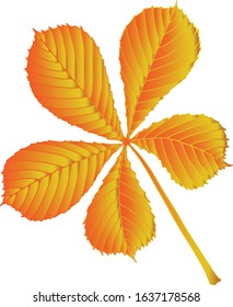 Vector image of  autumn chestnut leaf. Isolate colorful leave on white background. Castánea
