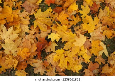 Imagen vectorial del otoño deja fondo en otoño.