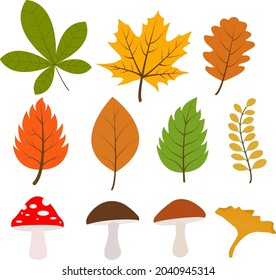 Vector image of autumn leaves,berries, nuts and pumpkins isolated on a white background. Vector illustration. Botanical forest plants or tree foliage. A set of autumn isolated characters.
