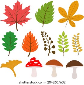 Vector image of autumn leaves,berries, nuts and pumpkins isolated on a white background. Vector illustration. Botanical forest plants or tree foliage. A set of autumn isolated characters.
