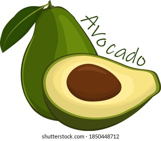 vector image of avocado. Avocado in a cut, green.