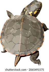 Vector Image of a Baby Painted Turtle Isolated 