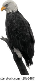 Vector Image of a Bald Eagle Perched on a Branch 