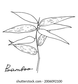 Imagen vectorial de una rama de bambú con hojas y la inscripción Bambú.  Diseño de afiches, postales, invitaciones, diseño de bodas, vacaciones, decoración, impresiones, textiles, papel pintado, tatuajes, telas.