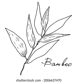Vector image of a bamboo branch with leaves and the inscription Bamboo.   Design of posters, postcards, invitations, design of weddings, holidays, decor, prints, textiles, wallpapers, tattoos, fabrics