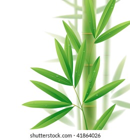 Vector image of bamboo leaves isolated on a white background