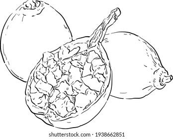 Vector image of a baobab fruit, baobab seeds powder