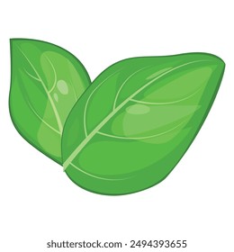 Vector image of basil. Food concept. Element for your design. Ingredient for cooking.