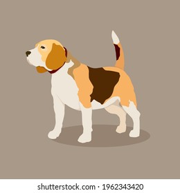 vector image of a beagle dog