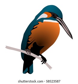 vector image of a beautiful bird