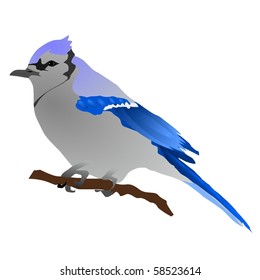 vector image of a beautiful bird