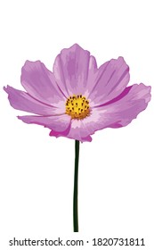 Imagen vectorial de una hermosa flor cosmos en un fondo blanco