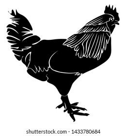 vector image of beautiful hairy chicken