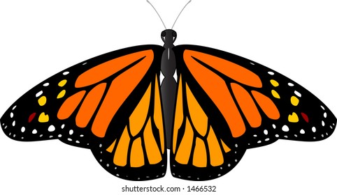 Vector image of a beautiful Monarch butterfly.
