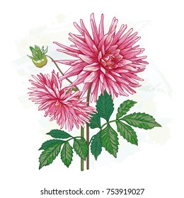 Vector image of beautiful pink flower Dahlia