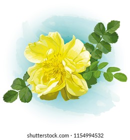 Vector image of a beautiful yellow rose on a light blue watercolor background