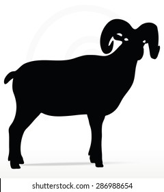 Vector Image - Big Horn Sheep  Silhouette In Twist Head  Pose Isolated On White Background