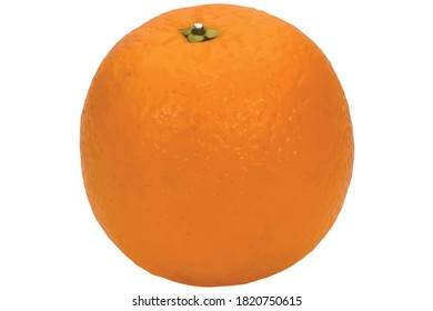 vector image of a big ripe orange on a white background