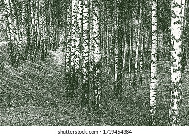 Vector image of birch grove in early spring