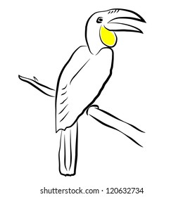 Vector image of an bird hornbill