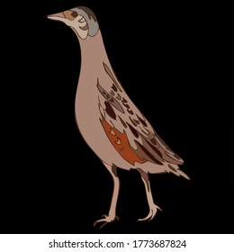 vector image of bird species brown brown beige cute corolla