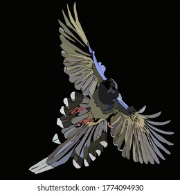 vector image of a bird with spread beautiful wings and tail gray-green-blue