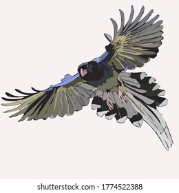 vector image of a bird with spread beautiful wings and tail gray-green-blue