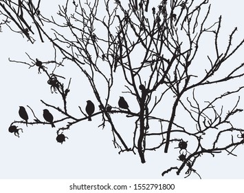 Vektorillustration von Vogelsilhouetten, die im Winter auf den Ästen der wilden Rose sitzen
