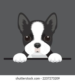 Vector image of a black boston terrier dog. Cute puppy