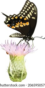 Vector Image of a Black Swallowtail Butterfly Insect on a Field Thistle Flower 