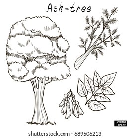 Vector image. A black white sketch of a tree. Doodle set, hand drawing of an ash tree, its branches and seeds.