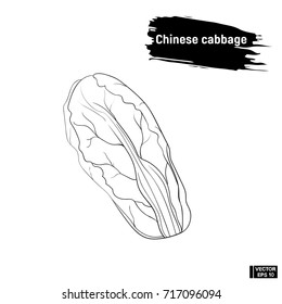 Vector image. Black and white sketch of Chinese cabbage. Useful vegetables, imitation of ink.