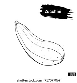 Vector image. Black and white sketch of Zucchini. Useful vegetables. Vegetarian cuisine.