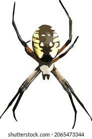 Vector Image of Black and Yellow Garden Spider