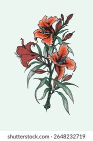 Vector image of a blooming orange hibiscus plant, perfect for floral and garden themed illustrations.