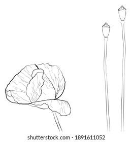 Vector image of a blooming poppy. Idea for decorating clothes as a print.