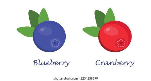 Vector image of blueberries and cranberries with leaves on a white background. Isolated object