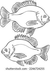 vector image of bluegill sport fish for usage - unmarked version