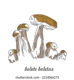 Vector image of a boletus mushroom. The most beautiful autumn time. The fruits of the forest. Eco pattern of mushrooms