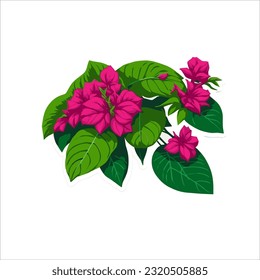 vector image of bougainvillea, pink and green, white background.