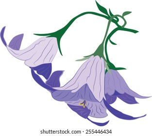 The vector image of a Bouquet Bluebell on a white background.