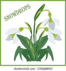 Vector image of a bouquet of spring snowdrops on a white background with the inscription. Cartoon snowdrop. Spring flower illustration.