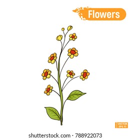 Vector image. A branch with flowers. Simple orange flowers isolated on white background for decoration and design.