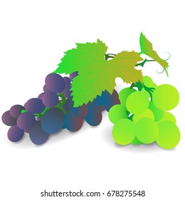 Vector image of a branch of a vine leaf. Green and blue grapes.